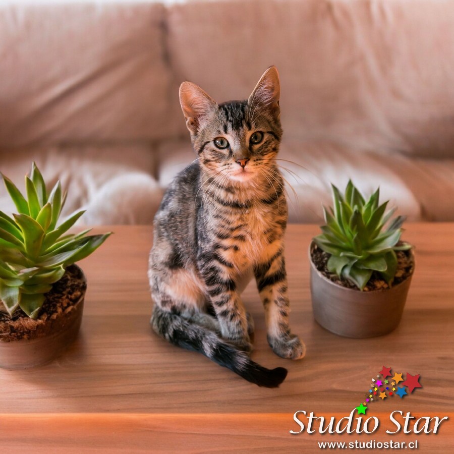 Fotografía para Mascotas - Pets - Studiostar