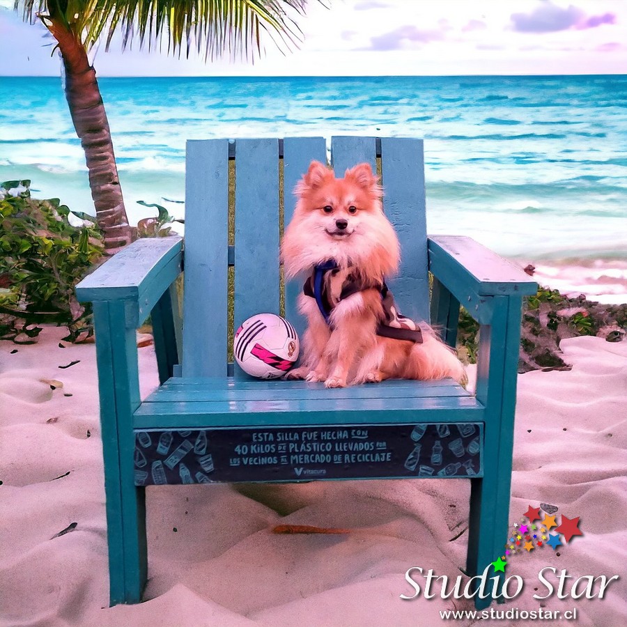 Fotografía para Mascotas - Pets - Studiostar