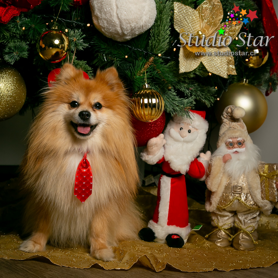 Fotografía para Mascotas - Pets - Studiostar