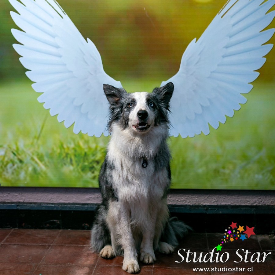 Fotografía para Mascotas - Pets - Studiostar