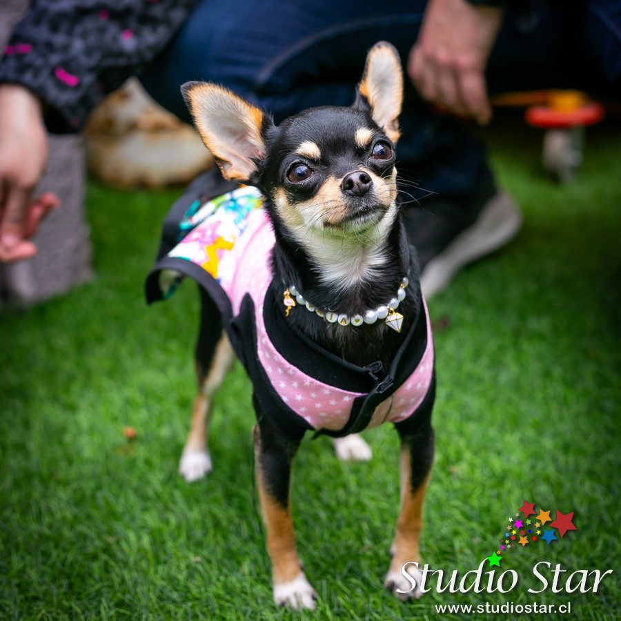 Fotografía para Mascotas - Pets - Studiostar