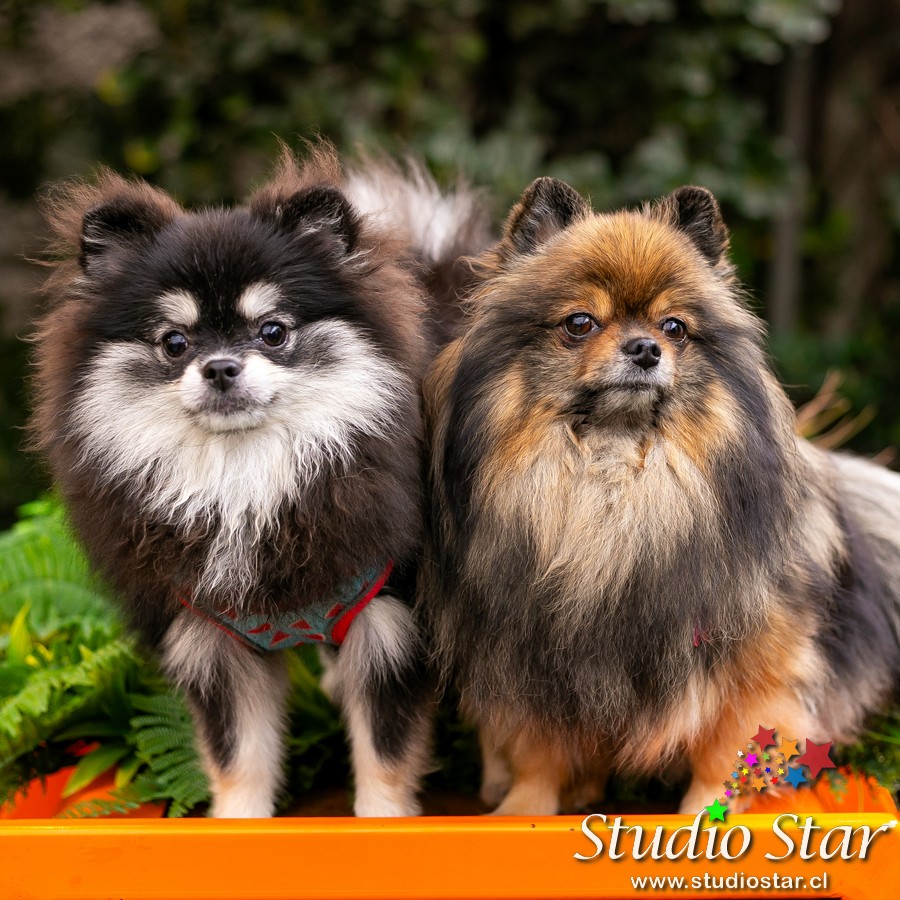 Fotografía para Mascotas - Pets - Studiostar