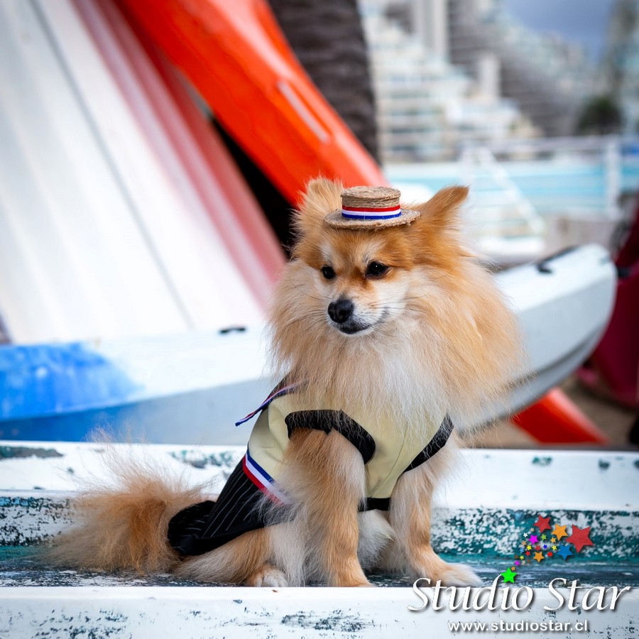 Fotografía para Mascotas - Pets - Studiostar