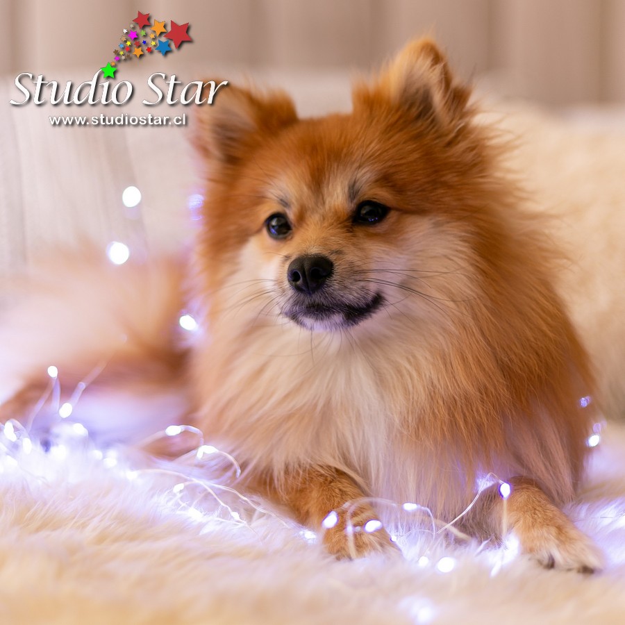 Fotografía para Mascotas - Pets - Studiostar