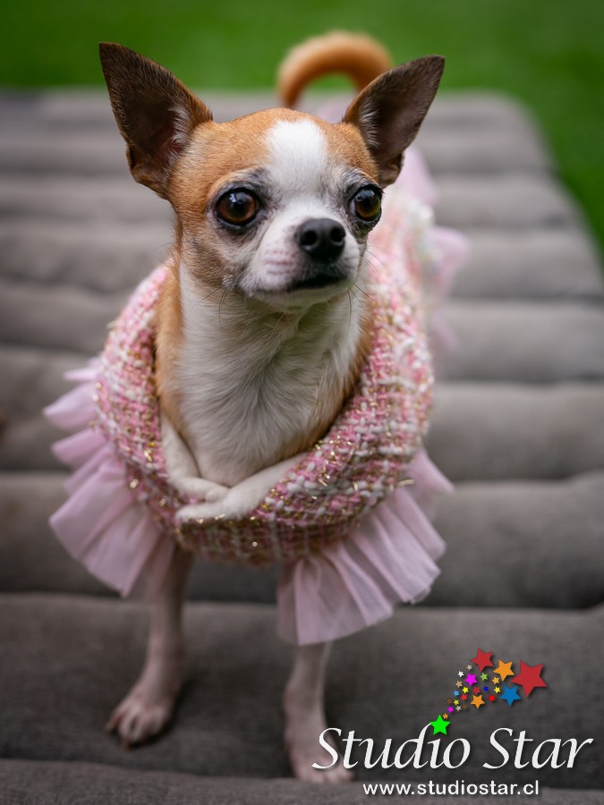 Fotografía para Mascotas - Pets - Studiostar