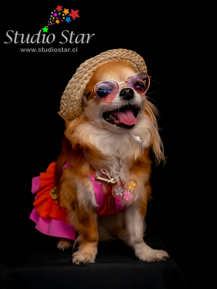 Fotografía para Mascotas - Pets - Studiostar