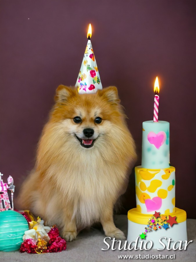 Fotografía para Mascotas - Pets - Studiostar