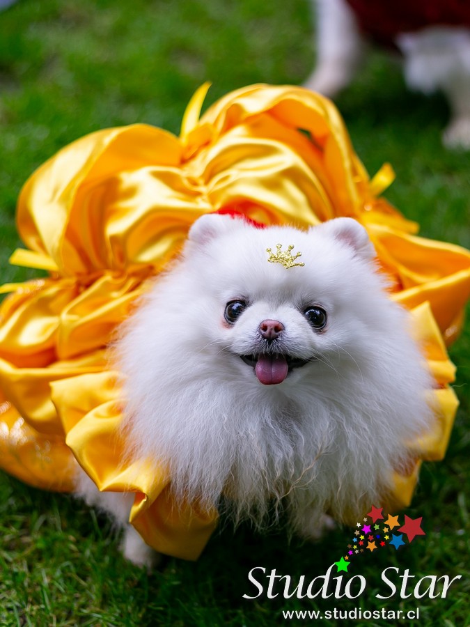 Fotografía para Mascotas - Pets - Studiostar