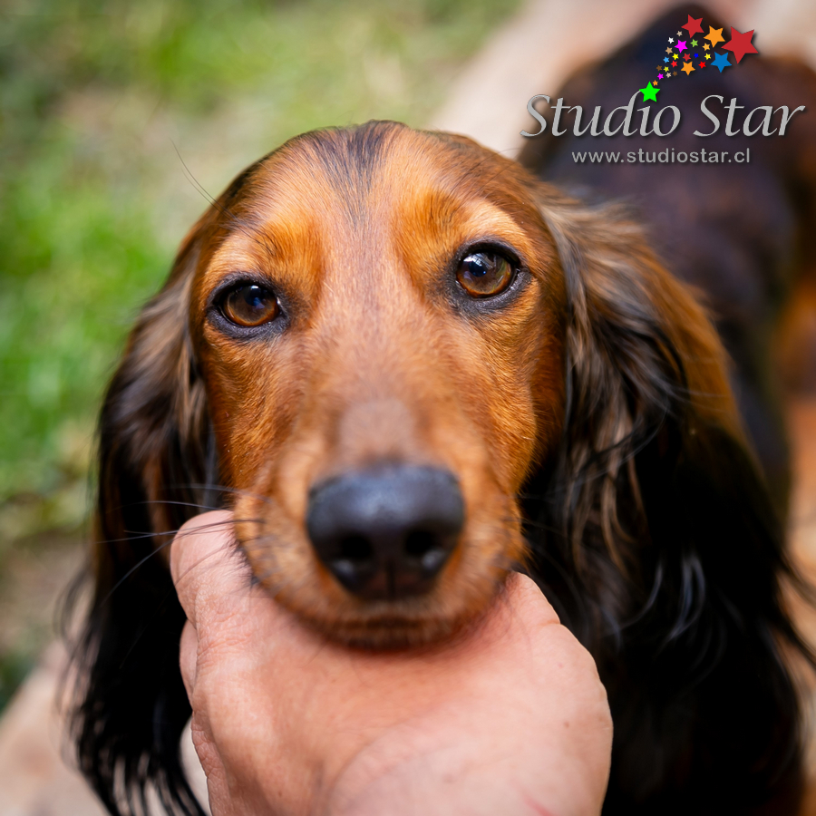 Fotografía para Mascotas - Pets - Studiostar