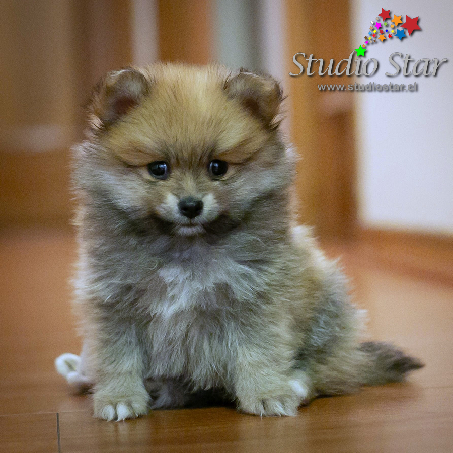 Fotografía para Mascotas - Pets - Studiostar