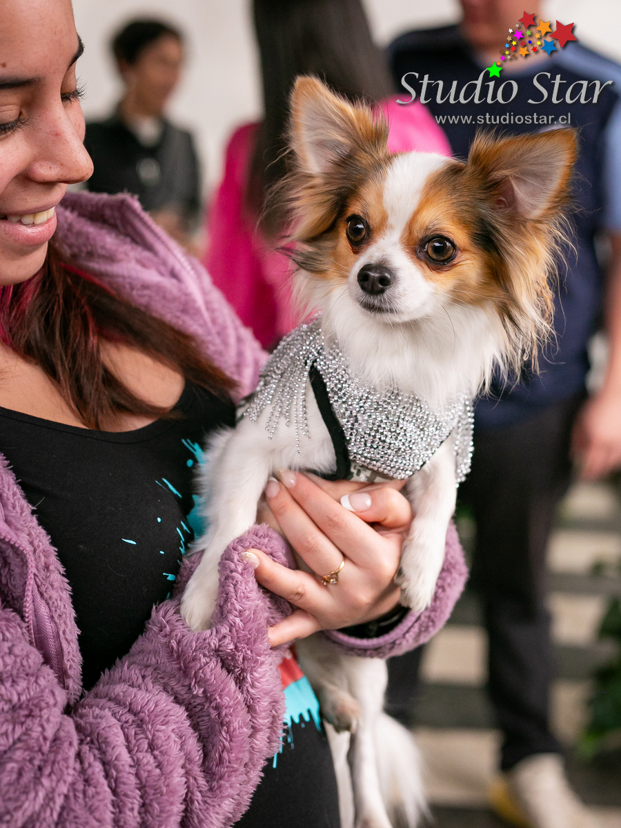 Fotografía para Mascotas - Pets - Studiostar