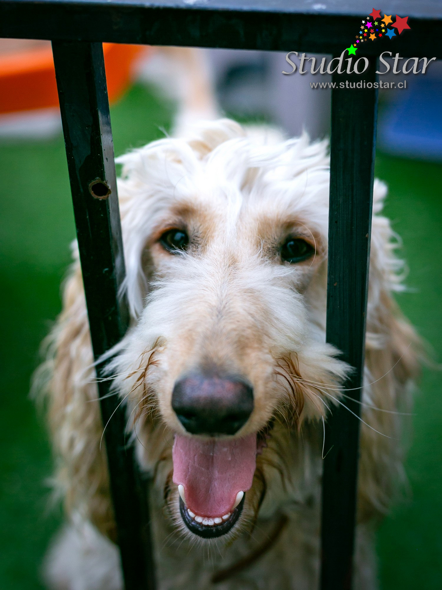 Fotografía para Mascotas - Pets - Studiostar