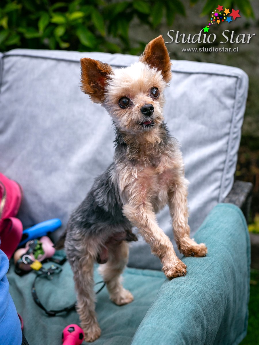 Fotografía para Mascotas - Pets - Studiostar